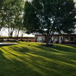shaded back yard