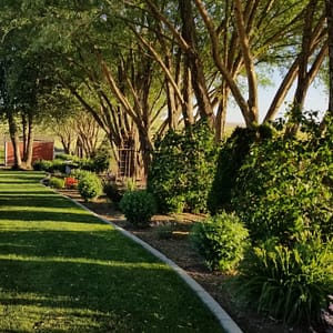 backyard